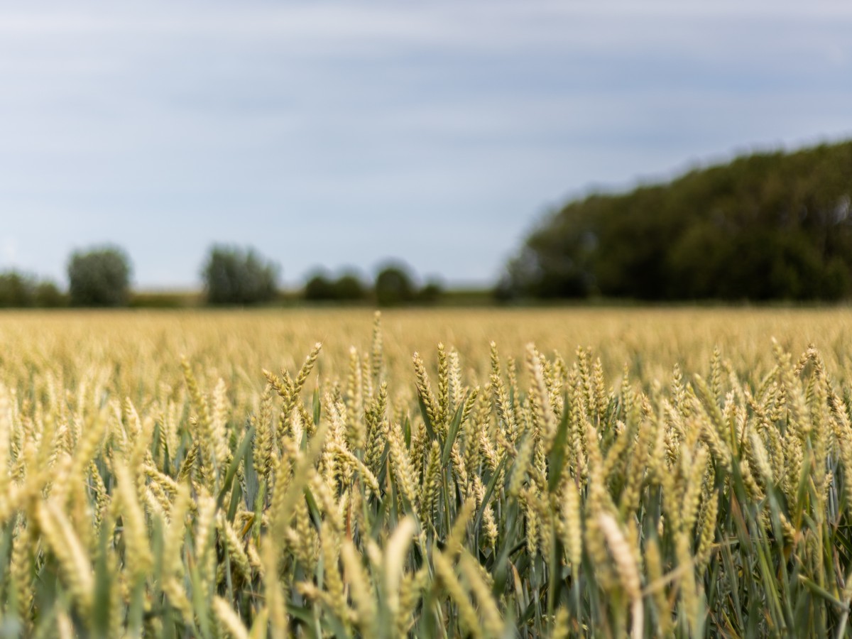 Hazegras vakantievilla - omgeving